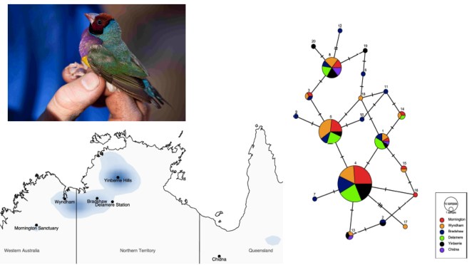 gouldiangeneticsfiga
