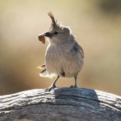 Wedgebill_Austin_2014